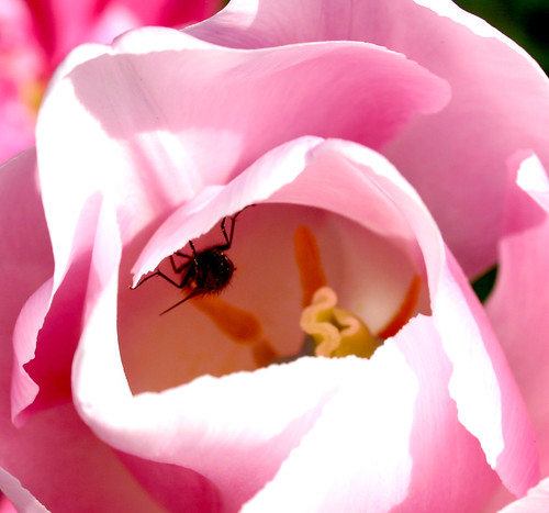 Bug in a tulip