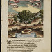 merian pere emblem tree with berries 1646