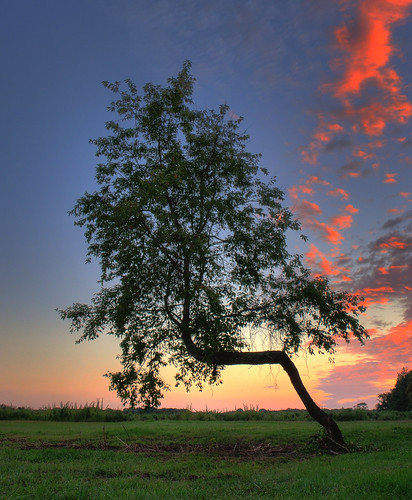 Right Angle Tree HDR part 2 by fPat