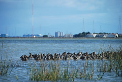 Birds in Wetland