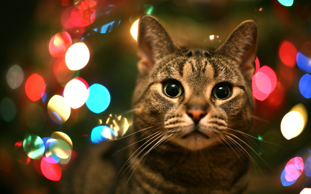 La chatte de Noël / The Christmas She-Cat