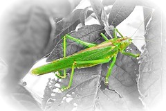 Grasshoppers, Katydid and Crickets