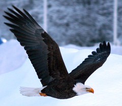 Alaska - Eagle River Eagles