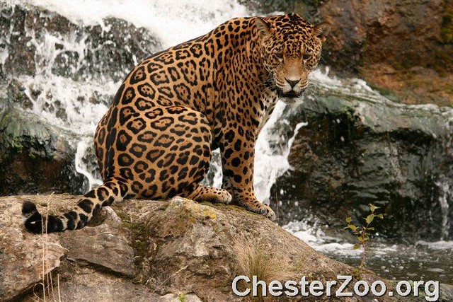 sitting jaguar