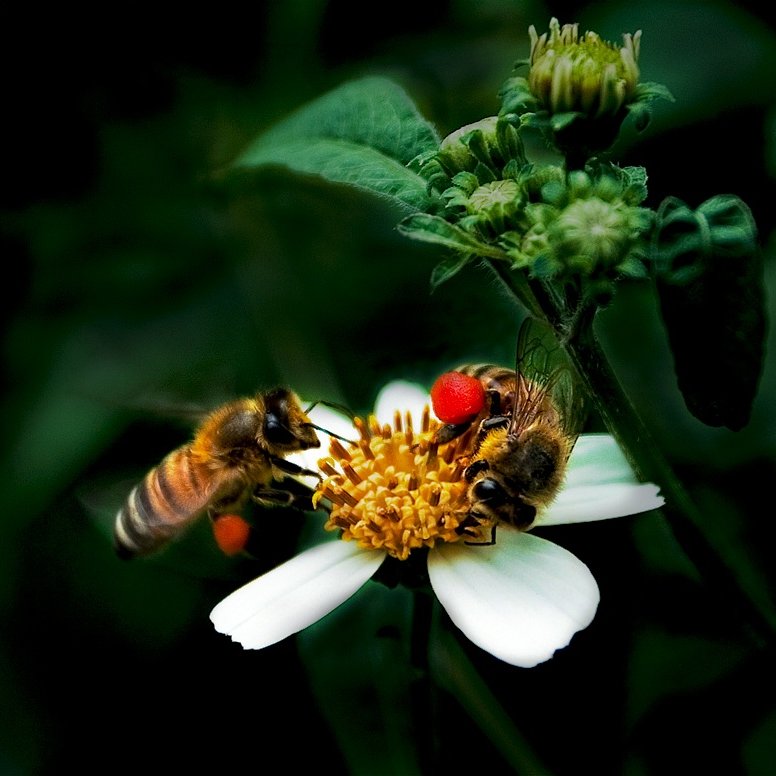 Bees on Sunday by Bùi Linh Ngân