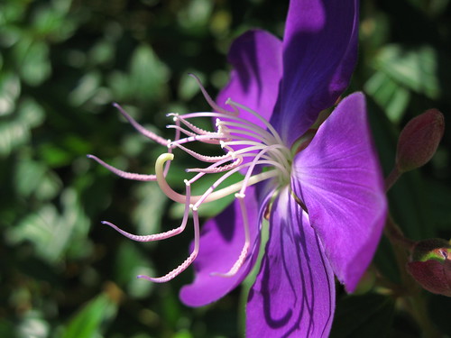 Brazilian glory bush / Tibouchina urvilleana / 紫紺野牡丹(シコンノボタン)
