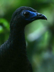 Cracidae - Guans, Chachalacas and Curassows