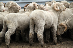 Lohi Sheep