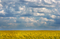 Fields of Alberta