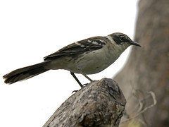 Mimidae - Mockingbirds and Thrashers