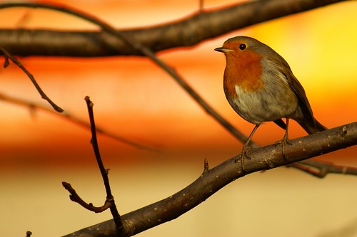 Red, Red Robin by julian sawyer
