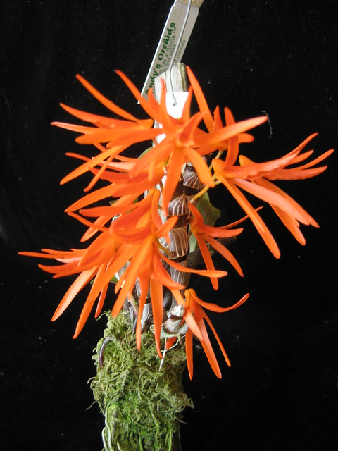 Dendrobium dickasonii 'Diamond Orchids' 2