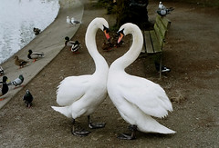 Swans of Stanley Park - Photos