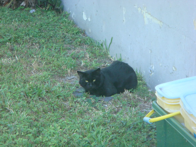 Stray cat in the yard | Flickr - Photo Sharing!