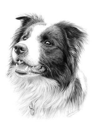 collie border drawing dog portrait head drawings pencil draw flickr study animal adult collies dogs realistic sketches perros paintings sheila