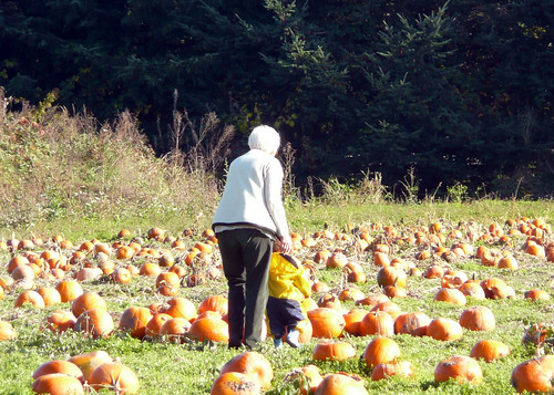 2008-10-27 pumpkins (7)