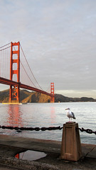 Golden Gate  Bridge Seagull HDR