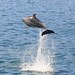 Wild Dolphins in Setúbal Bay / Atlantic Ocean