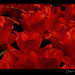 dutch-tulips-1-red-close