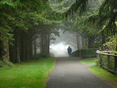 Forest Fog by RV Bob