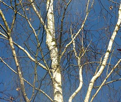 Birch trees (1)
