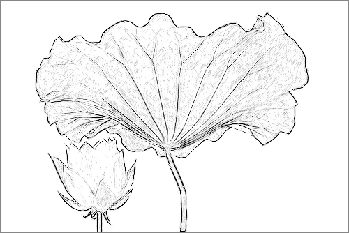 Lotus Flower Sketch Pencil Drawing Photo Based