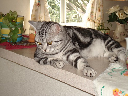  American Shorthair silver tabby cat