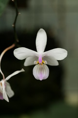 Phalaenopsis species and hybrids