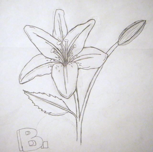 Lily drawing This is just a 20 minute sketch of a lily that I drew while 