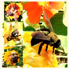 Bees And Insects