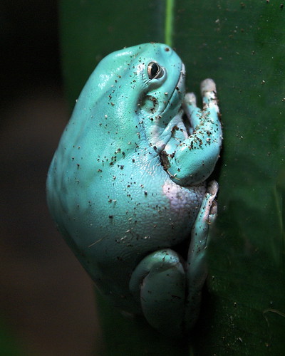 turquoise frog by moocatmoocat