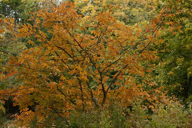 Aesculus glabra autumn foliage