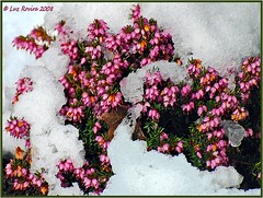 My garden's flowers and plants in the snow / ice