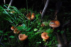 Sopp/Mushroom