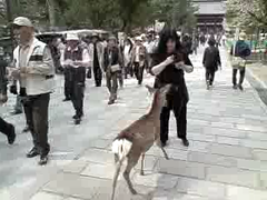 Japon: Nara