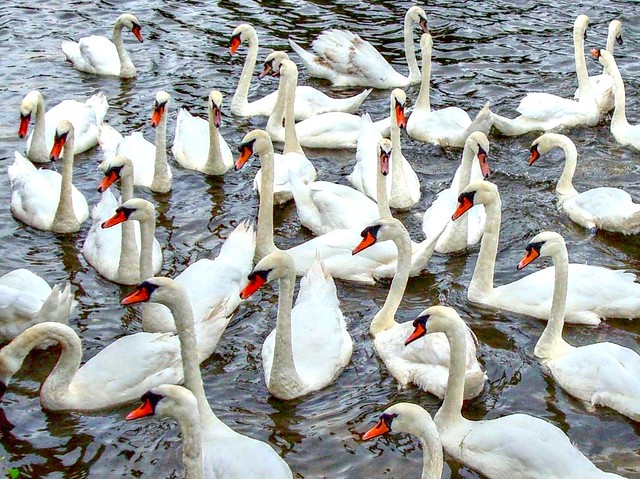 Group Of Swans Called 4