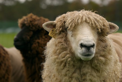 Ualbany Day - Sheep
