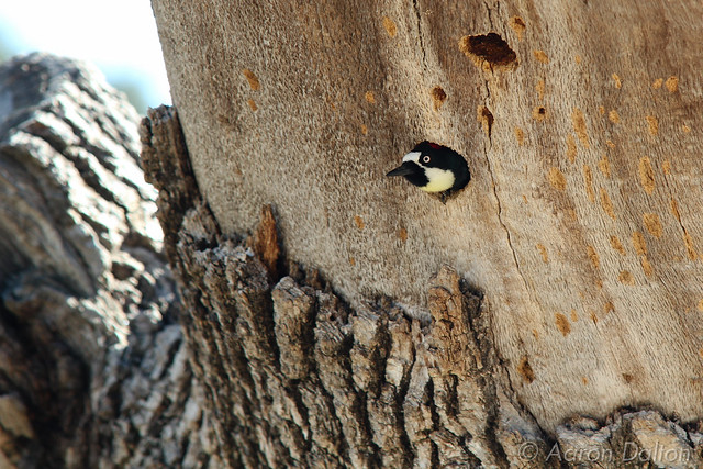 Woodpecker Poking Out of His Nest