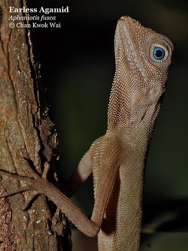Earless Agamid with Blue eyes