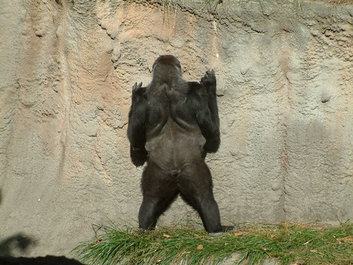 THANKS FOR BRINGING ME HOME TO COLUMBUS ZOO. " Gorilla Love " to everyone in 2009. by Sunshine Gorilla