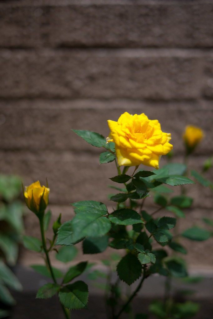 黄色いバラ 2011/06/03 P1050077