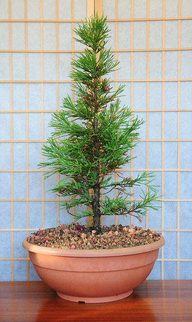 Wellingtonia Bonsai Tree