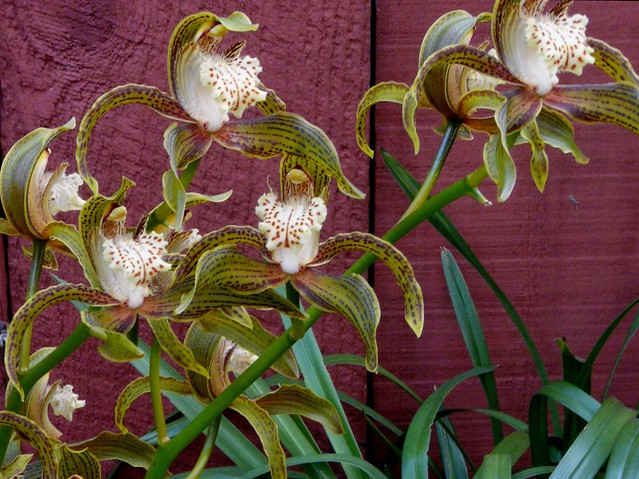 Cymbidium tracyanum orchid species