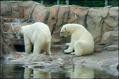 Toledo Zoo - 2011