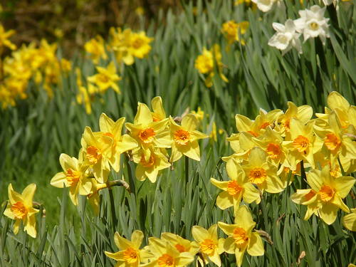 Daffodils in Morland, Cumbria