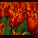 dutch-tulips-2-orange-close