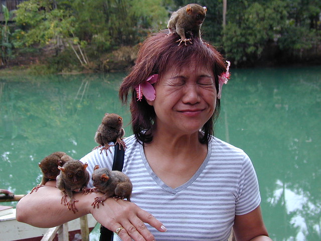 bohol monkey smallest