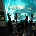 20080724 Aquarium 10 （オレって人気者？）