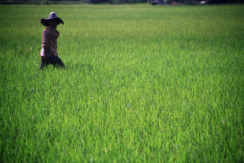 Sumatra - Indonesia - Ricefields