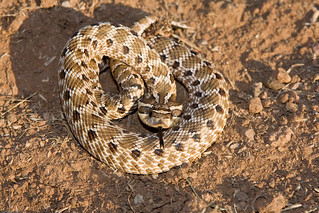 Mexican Hognose snake